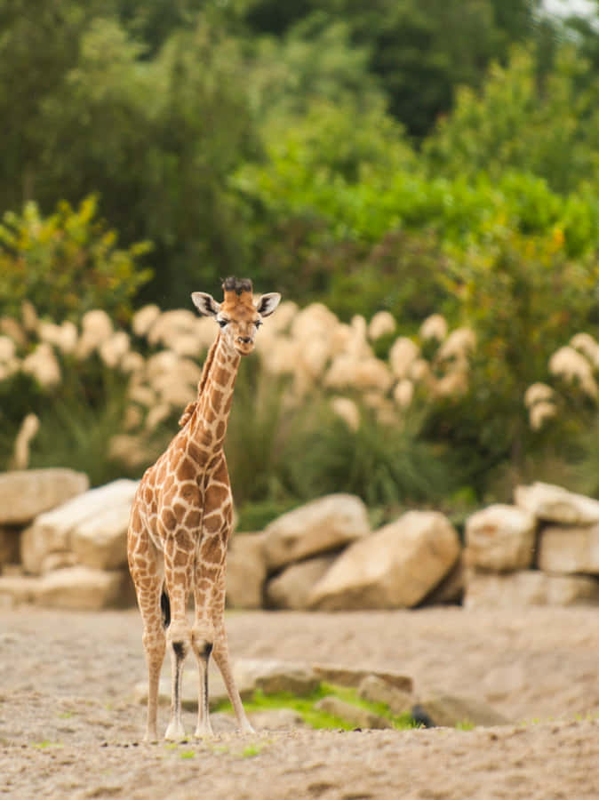 Envacker Baby-giraff Står Bland Höga Träd.