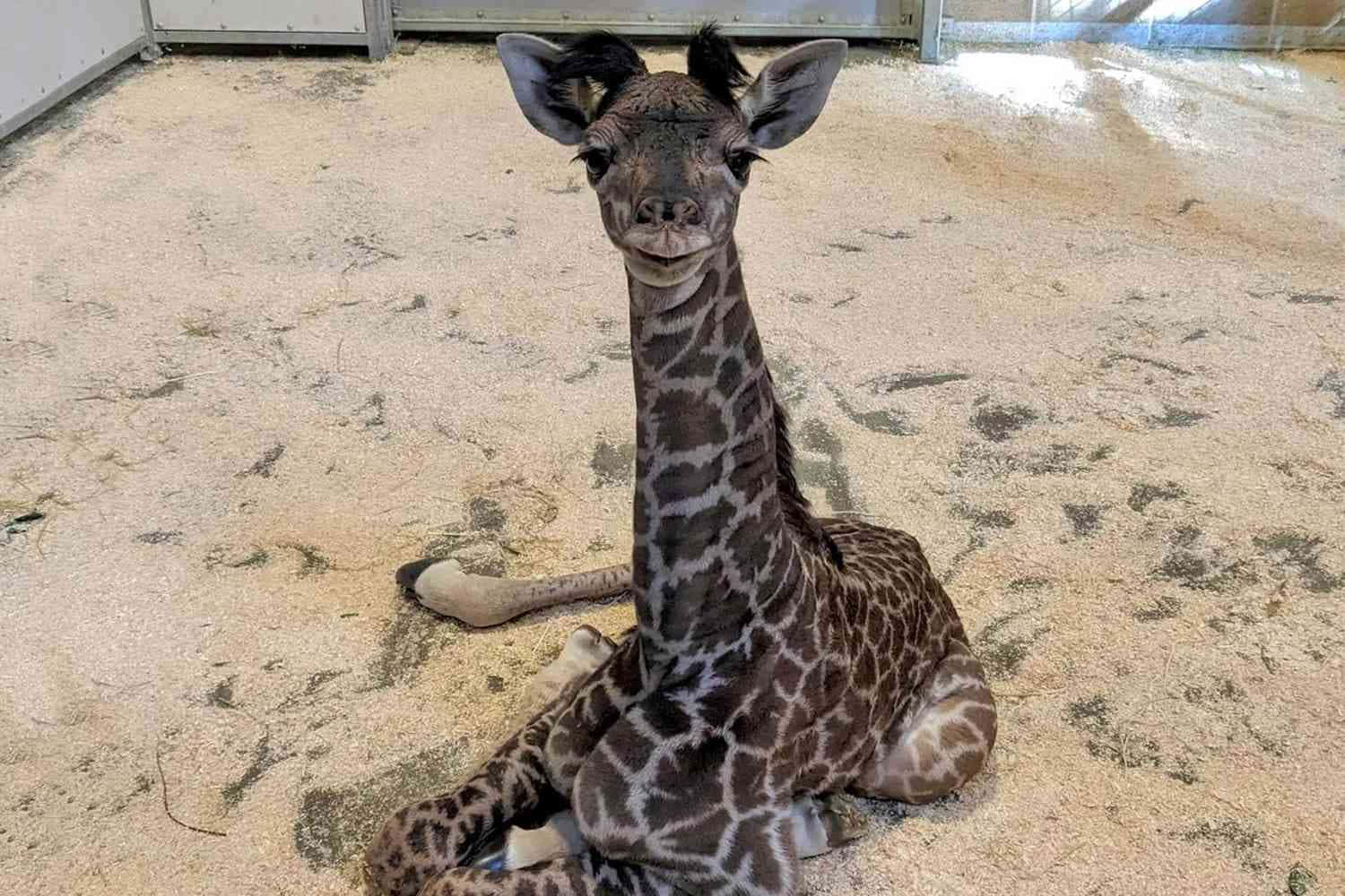 Uncucciolo Di Giraffa È Seduto A Terra.