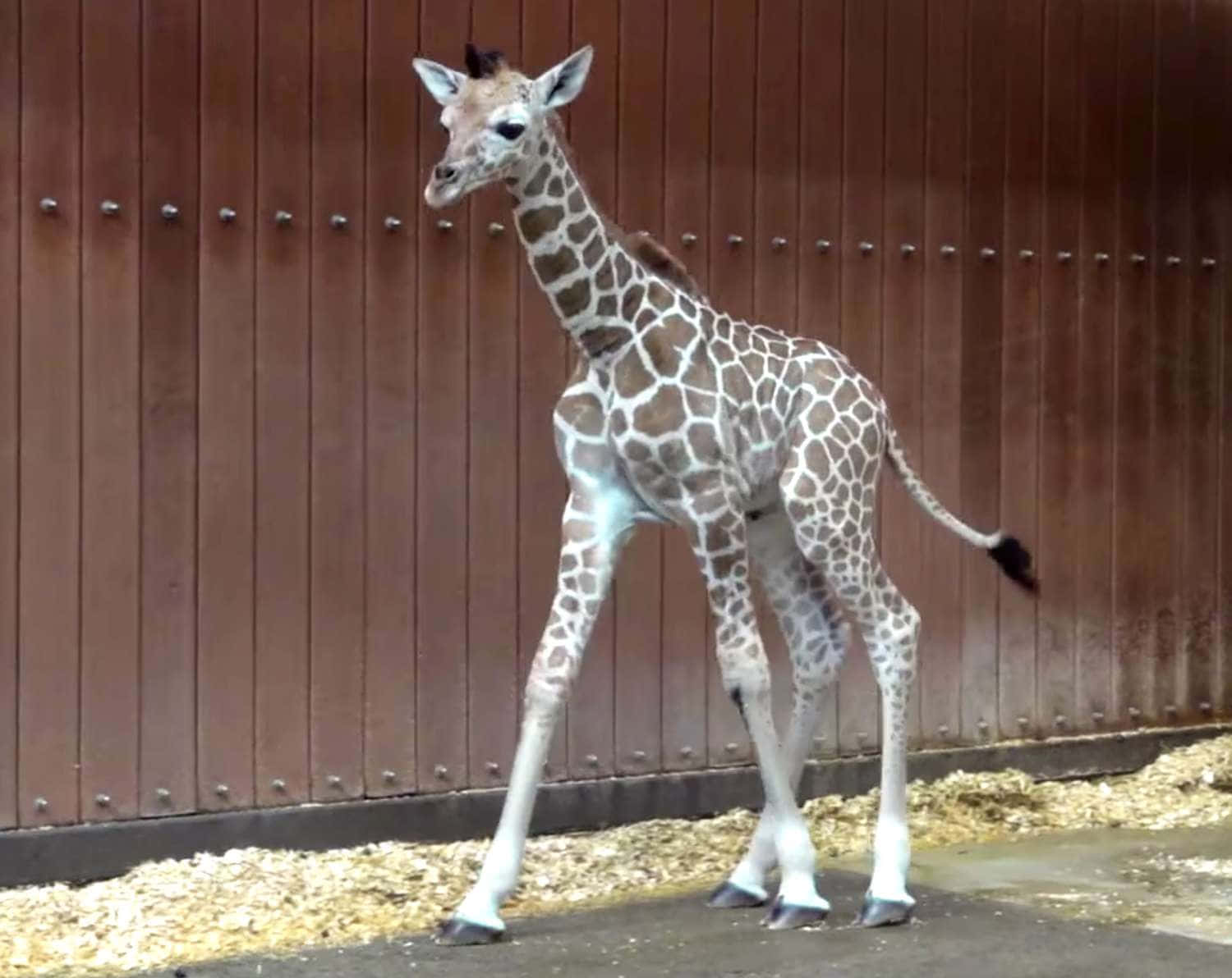 Adorable baby giraffe searching for its mother