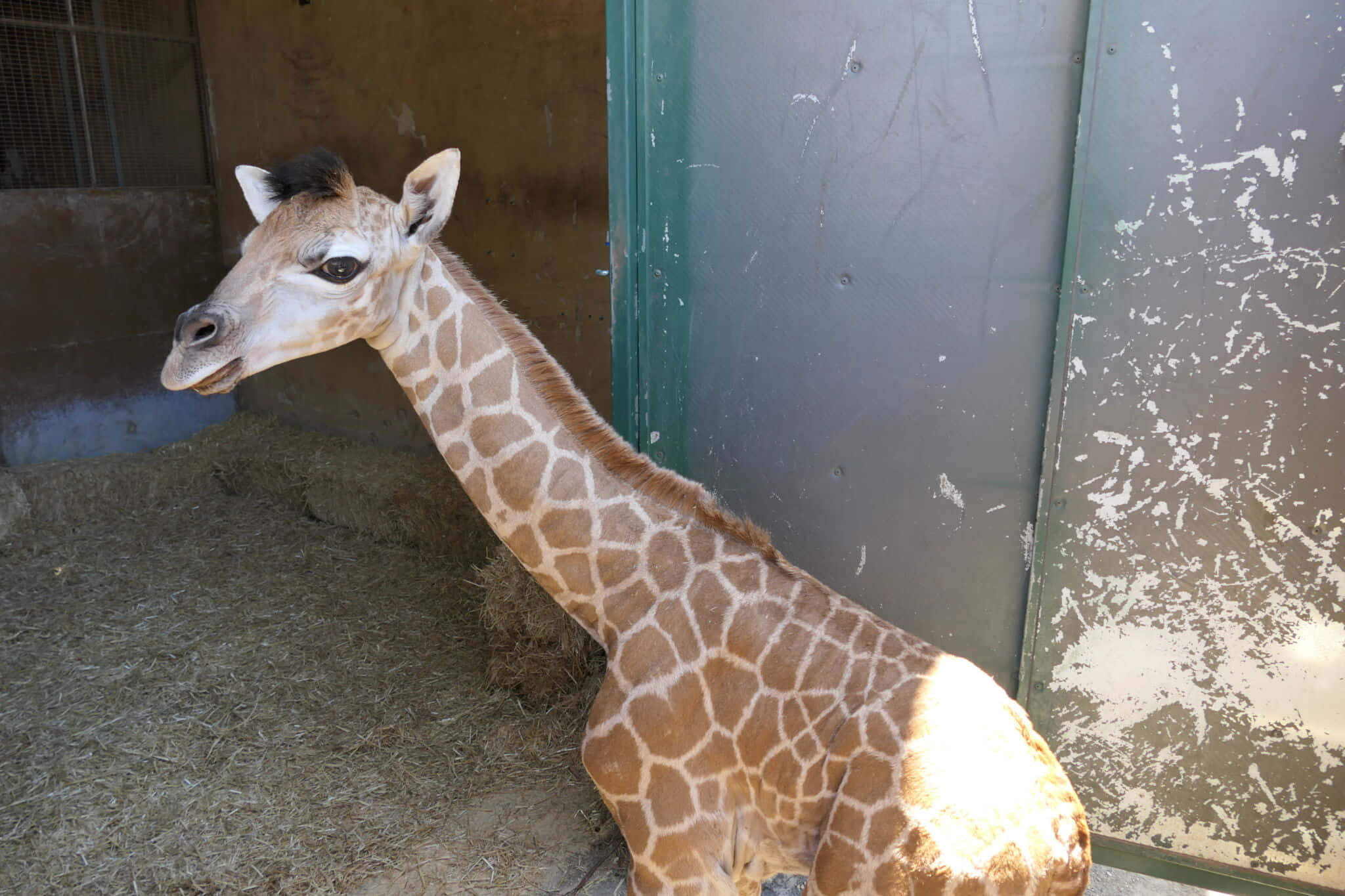 Bezauberndebaby-giraffe