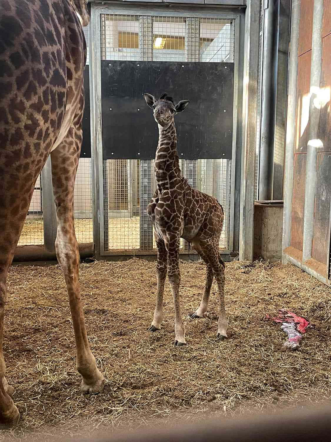 Cute Baby Giraffe