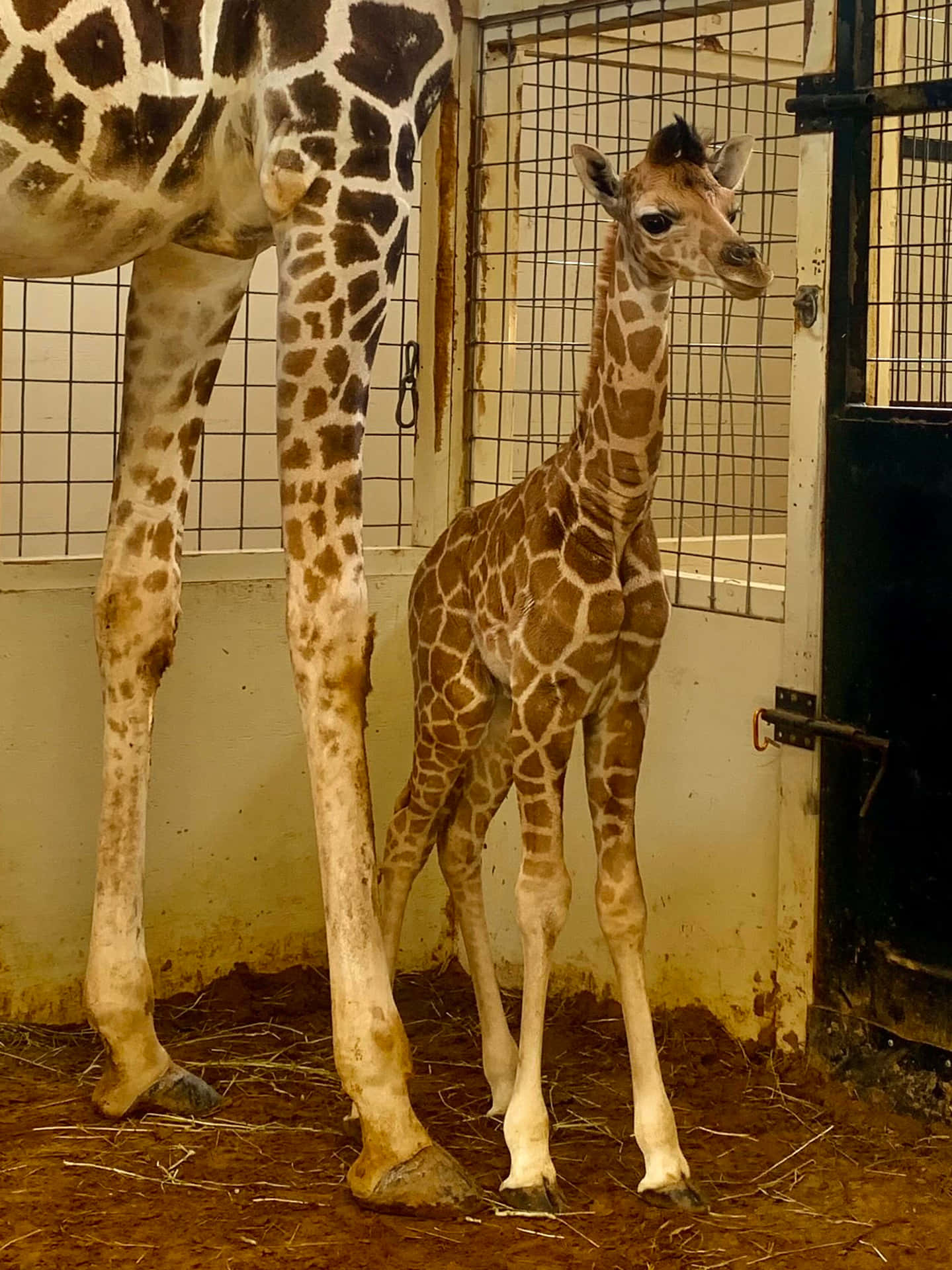 An Adorable Baby Giraffe