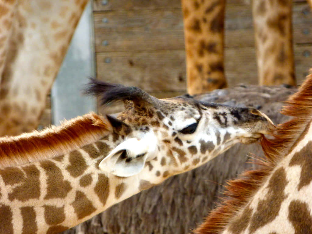 A Young Baby Giraffe Leaning on Its Mother