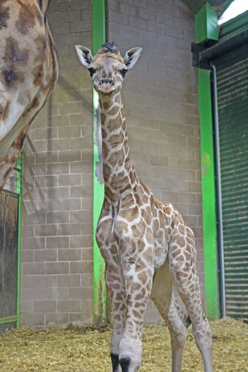 A happy Baby Giraffe