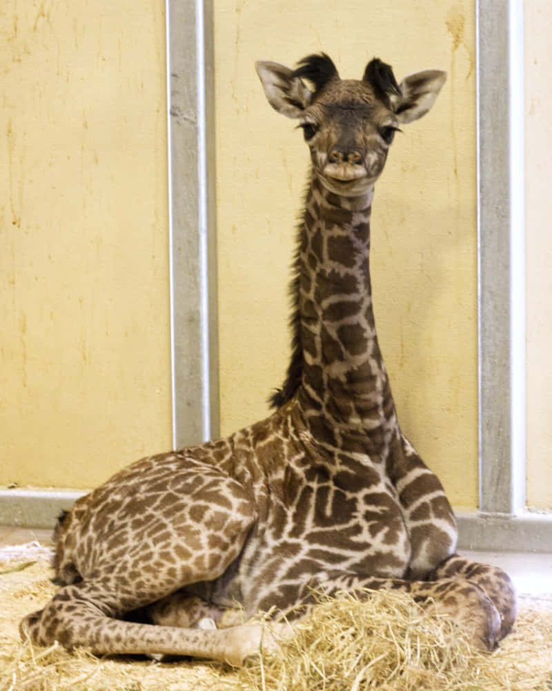 Image  Adorable Baby Giraffe Standing