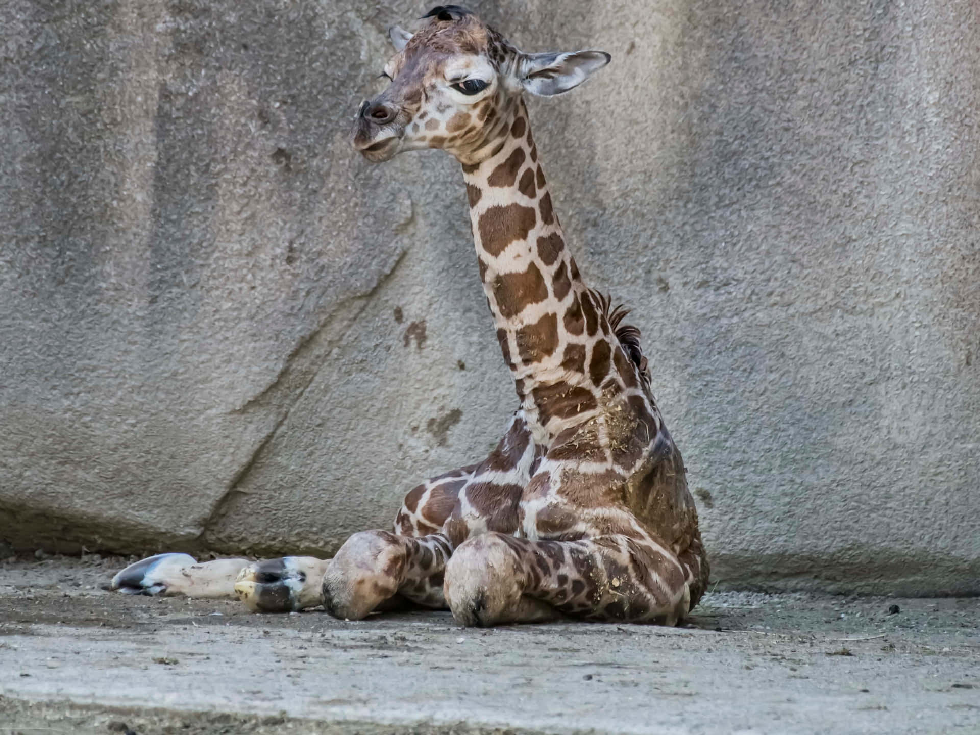 Adorable Baby Giraffe Taking a Nap