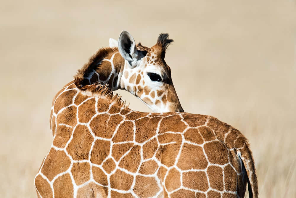 Uncucciolo Di Giraffa Che Ammira La Bellezza Della Savana.