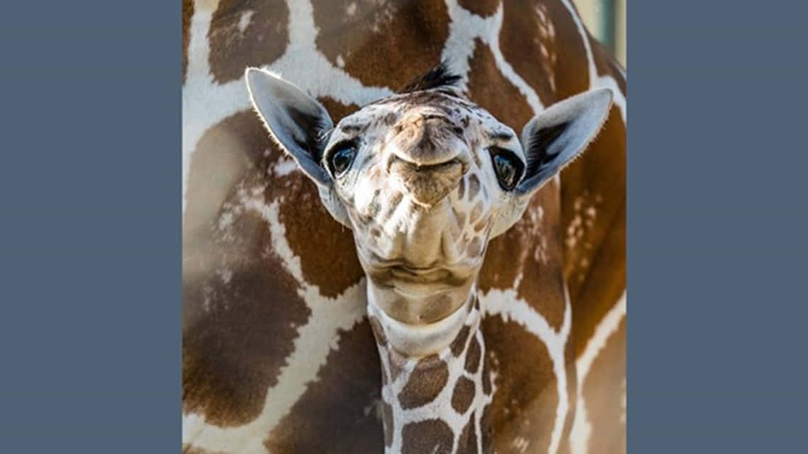 An adorable baby giraffe at the zoo