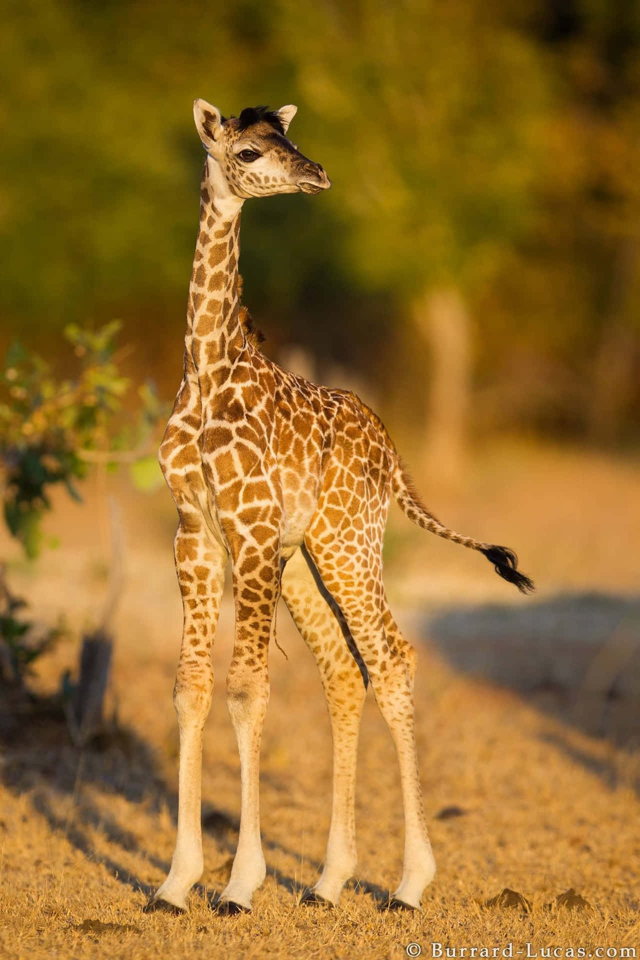 A Baby Giraffe Standing In The Dirt