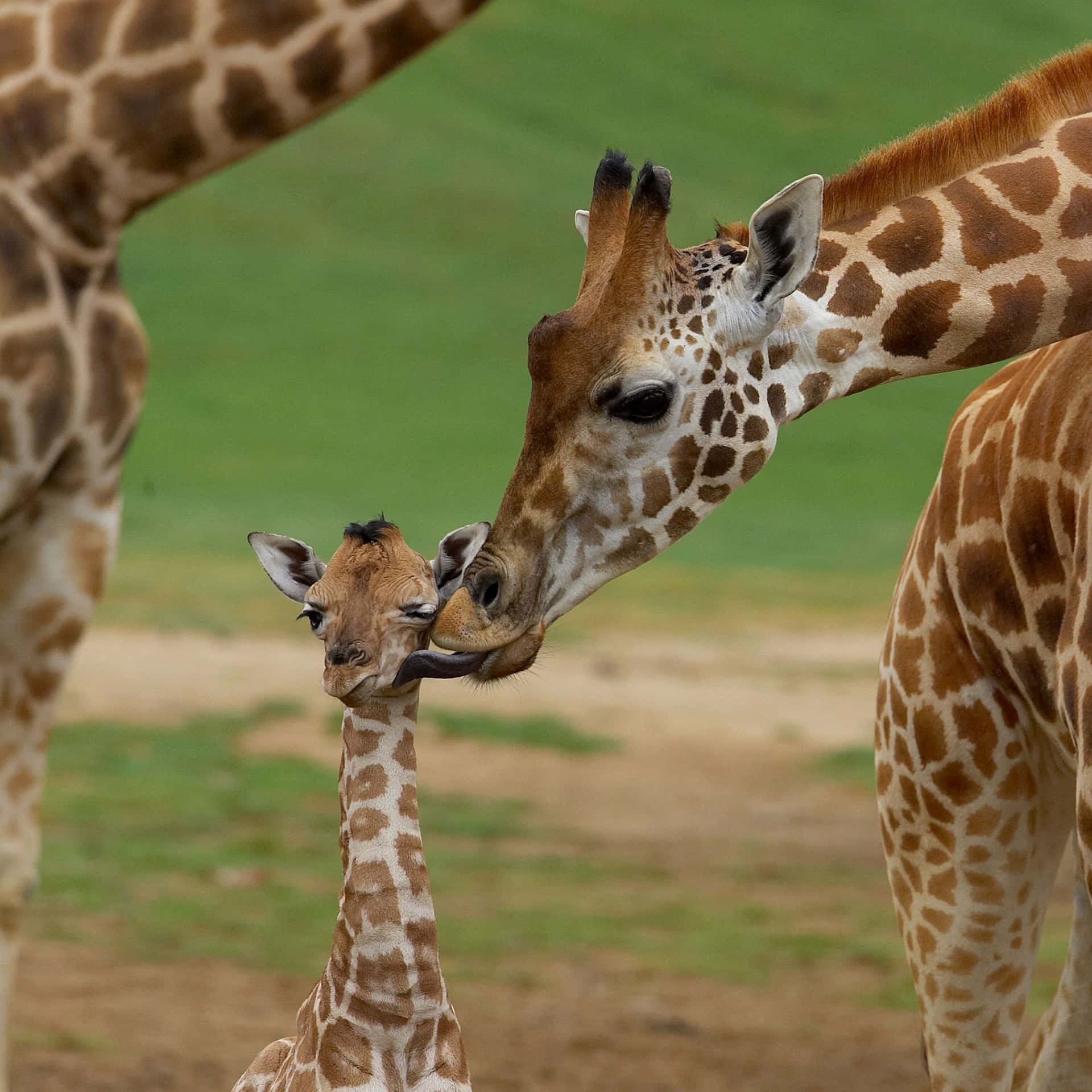 A Giraffe With A Baby
