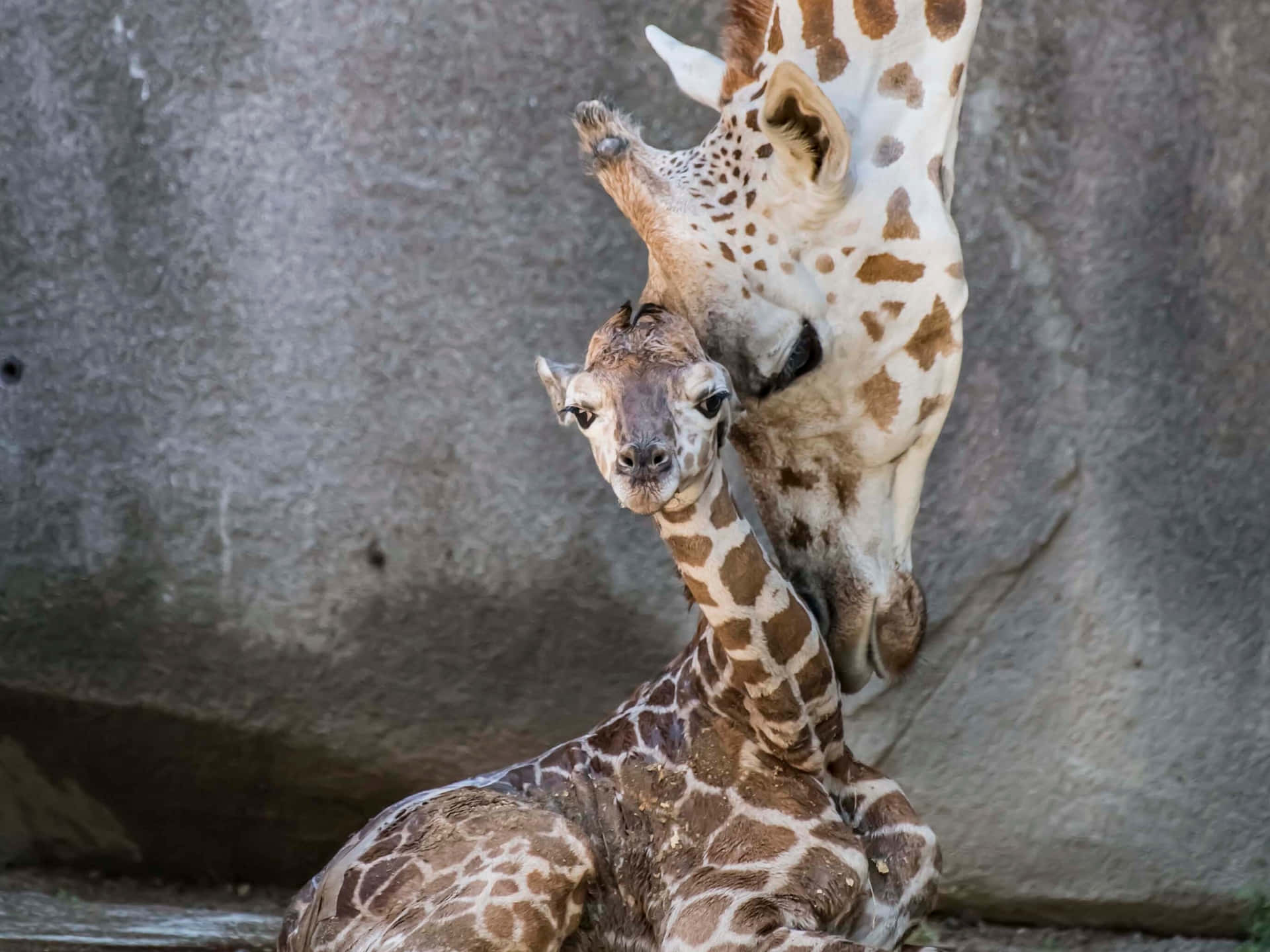 A Giraffe Is Holding A Baby In Its Mouth