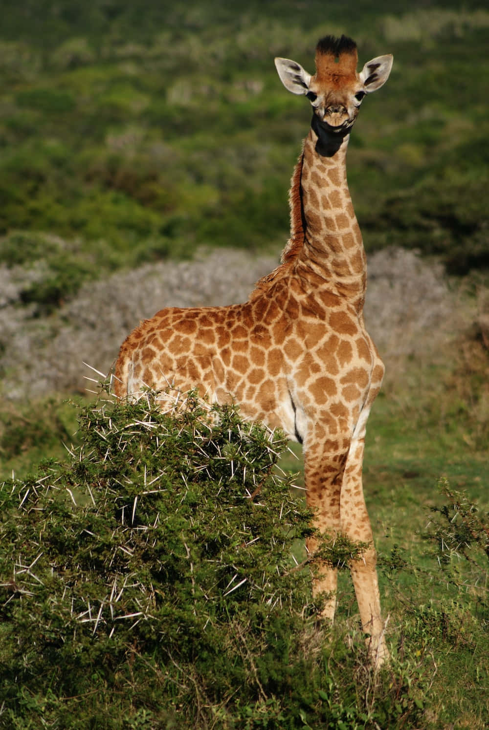 A Giraffe Standing In A Field