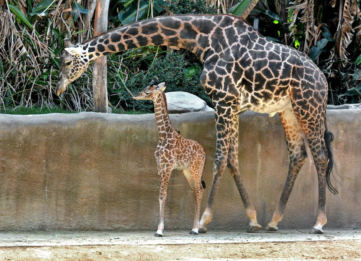 Einbaby-giraffe Lehnt Sanft Seinen Kopf In Den Rahmen
