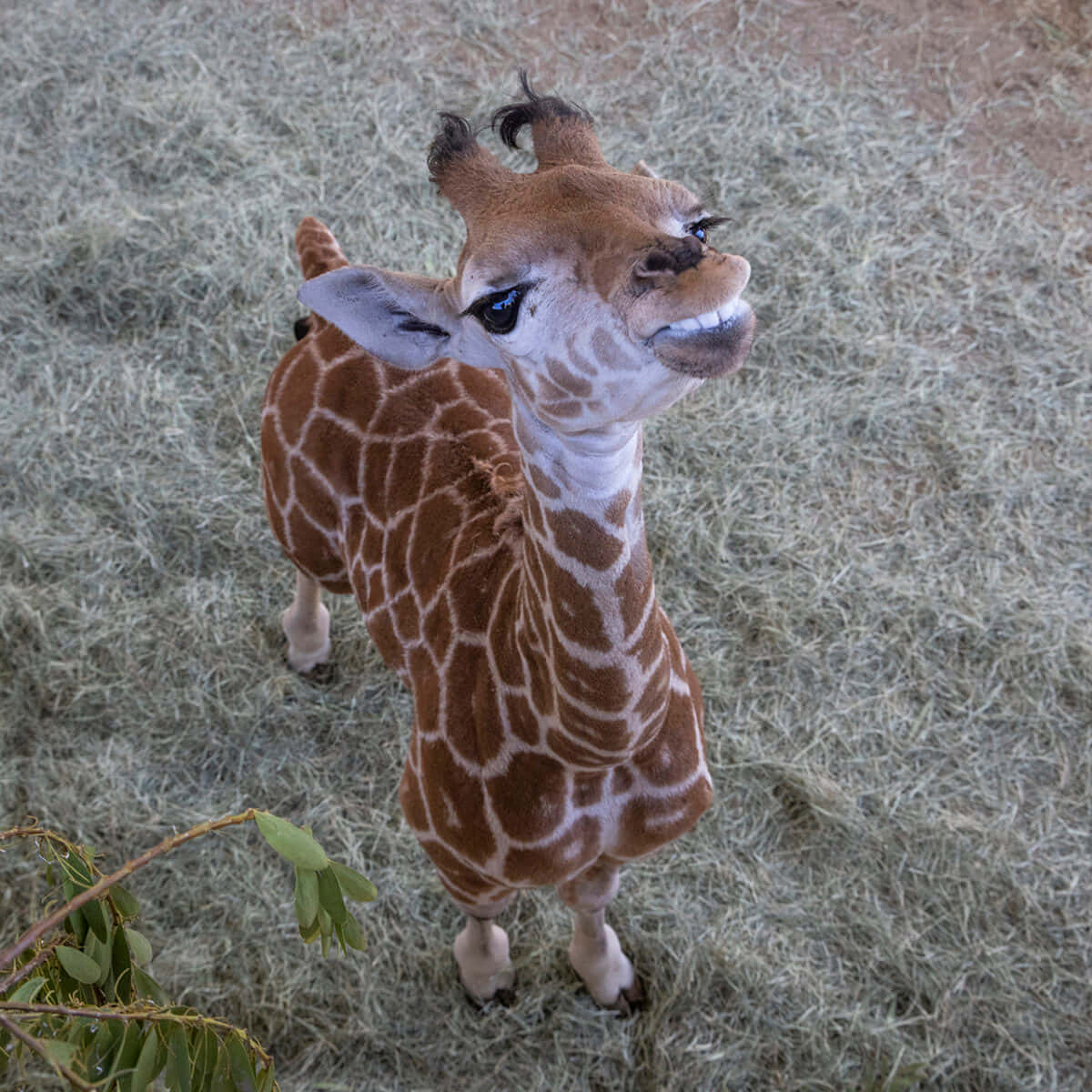 A Giraffe Standing In Hay