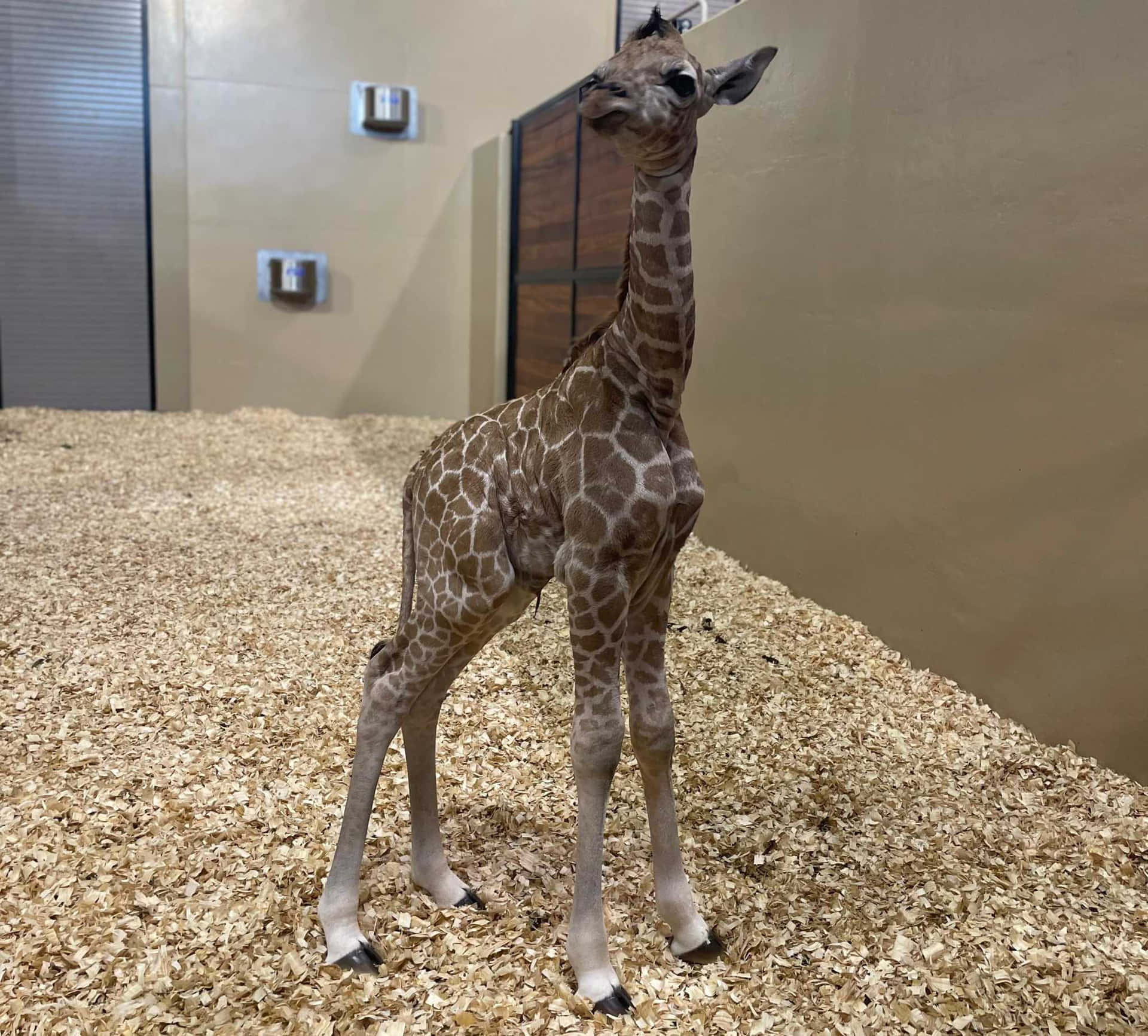 So Cute! An adorable Baby Giraffe