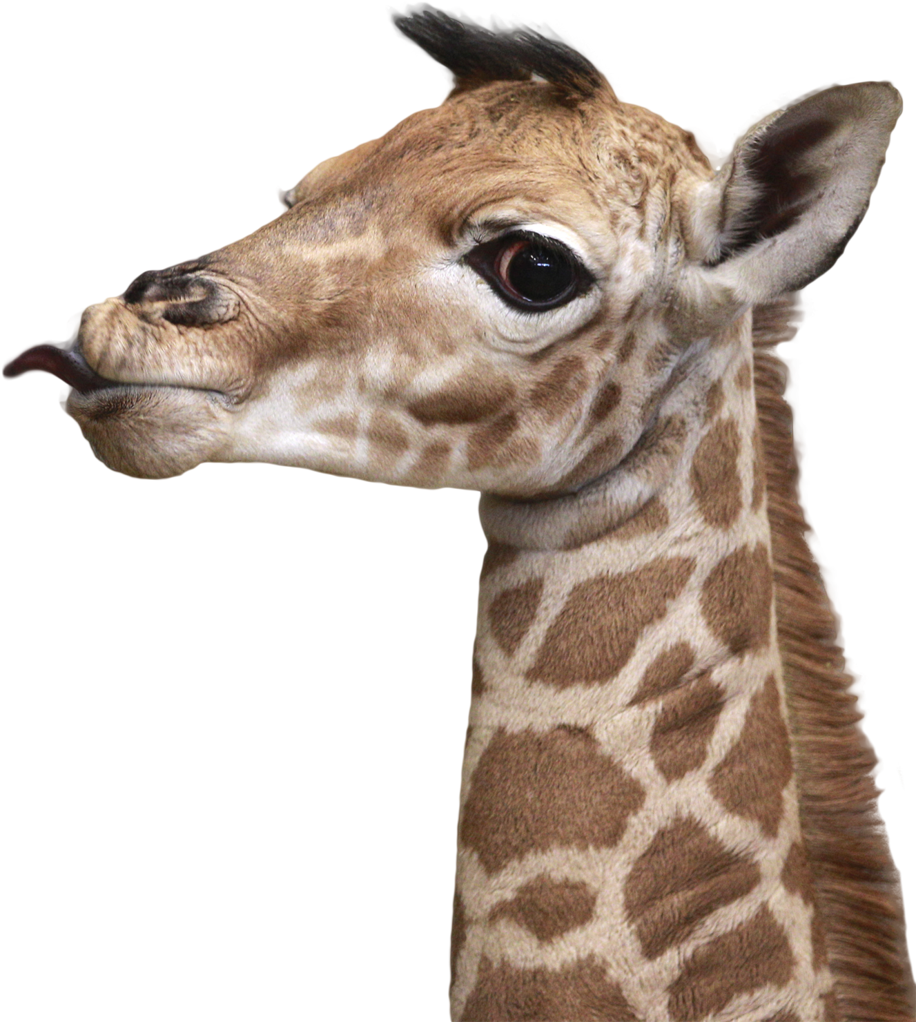 Baby Giraffe Portrait PNG