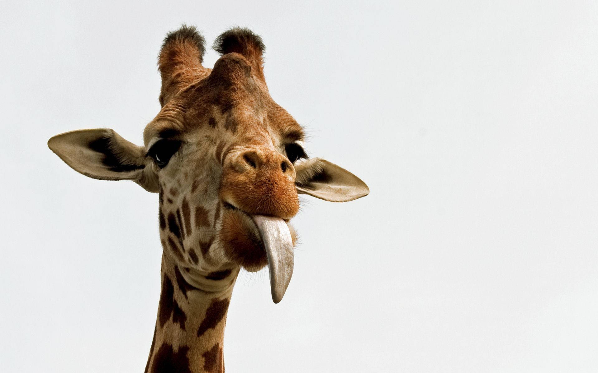 Baby Giraffe Tongue Out Wallpaper