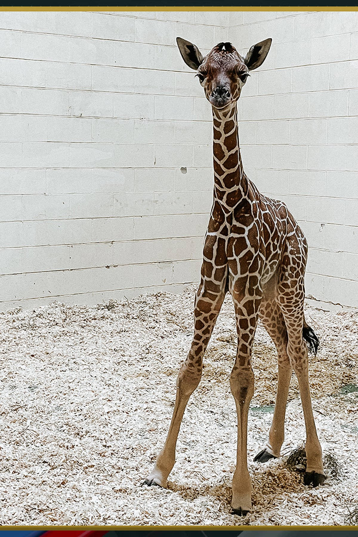 Baby Giraffe With Long Legs Wallpaper