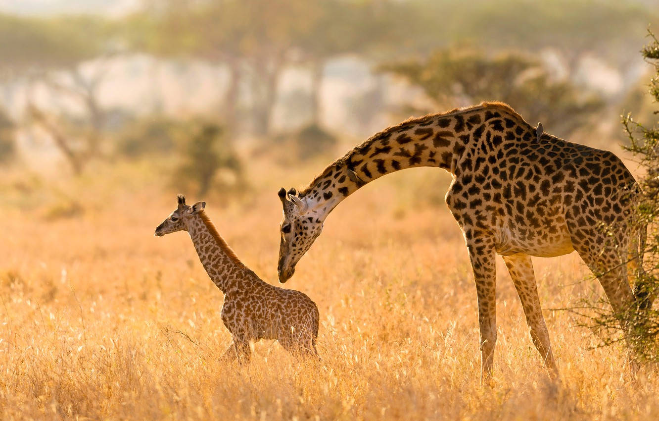 Baby Giraffe With Mother Behind Wallpaper