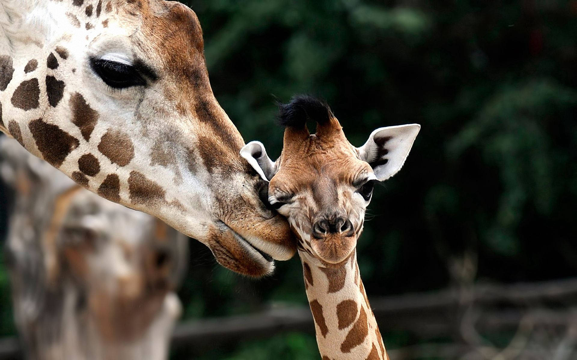 Baby Giraffe With Mum Poster