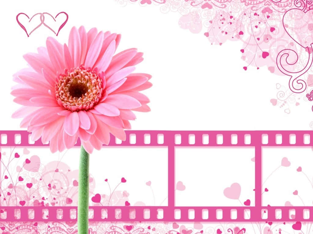 A Pink Flower With A Film Strip Background Wallpaper