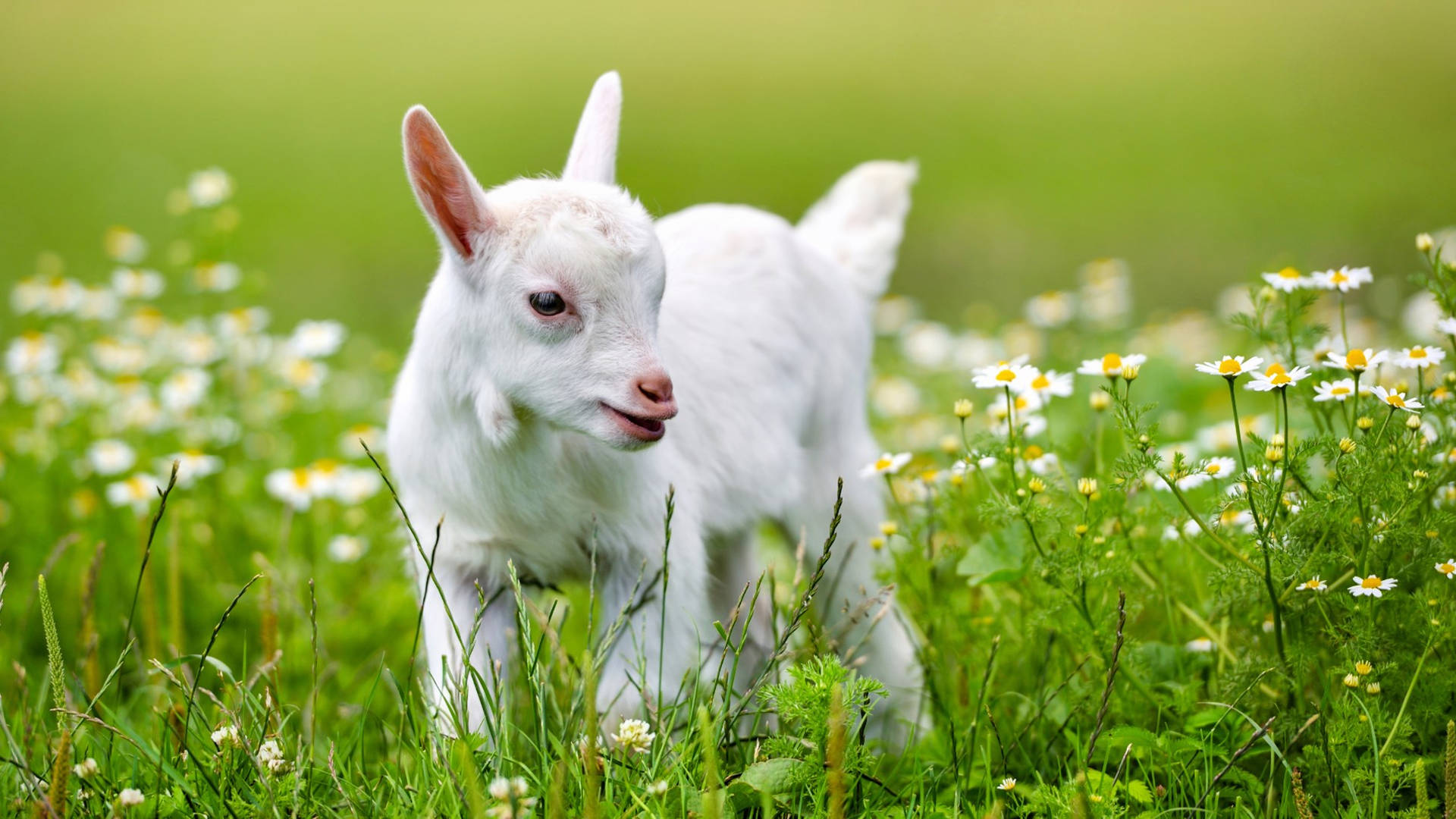Baby Goat Among White Flowers Wallpaper