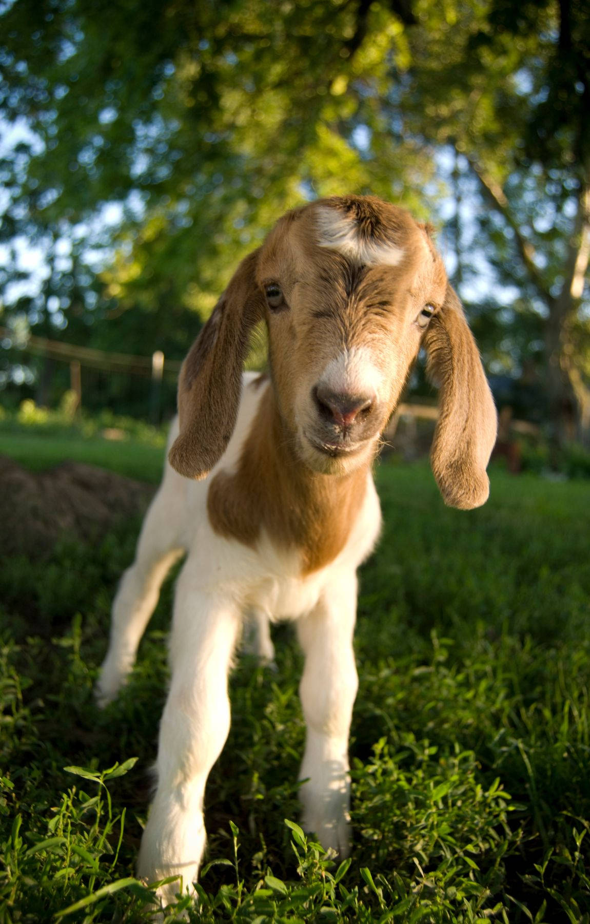 Adorable Baby Goat Showcasing Cool Attitude Wallpaper