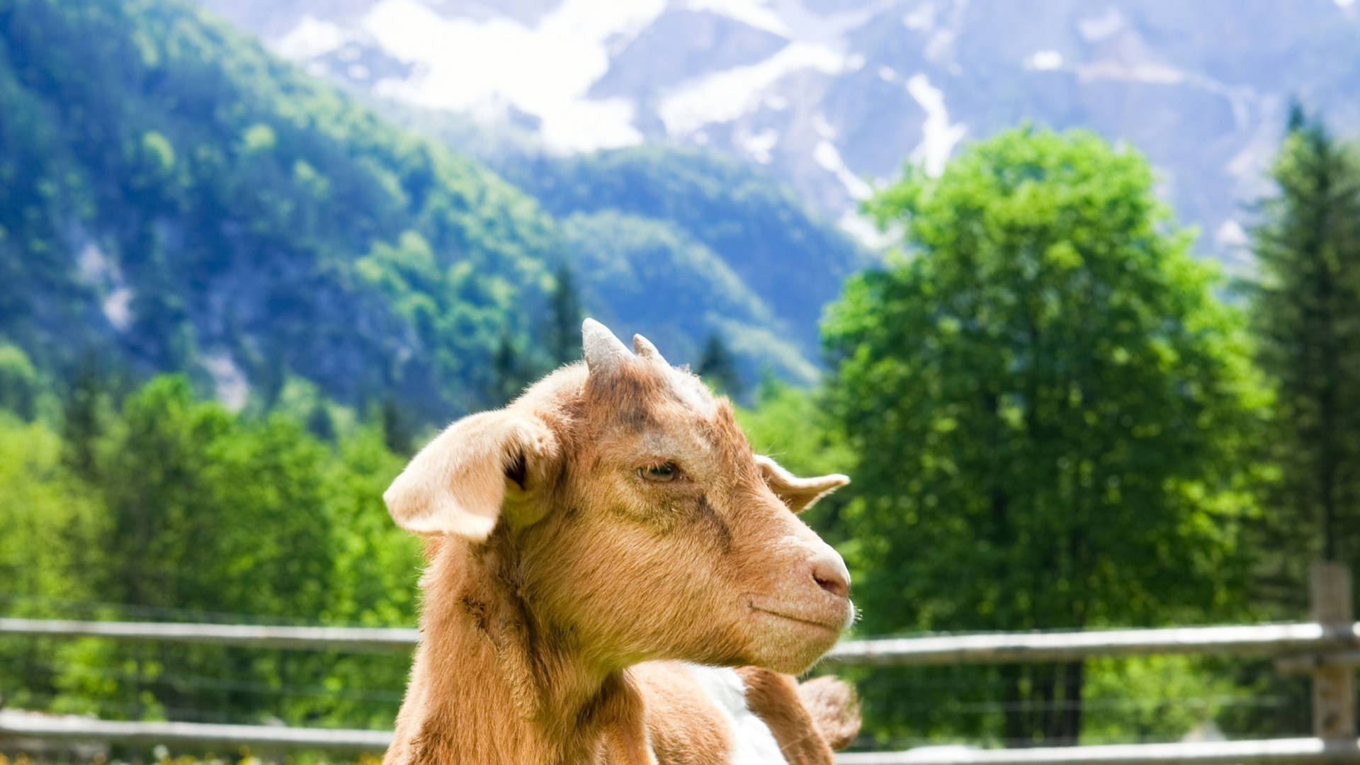 Baby Goat In Front Of Swiss Mountains Wallpaper