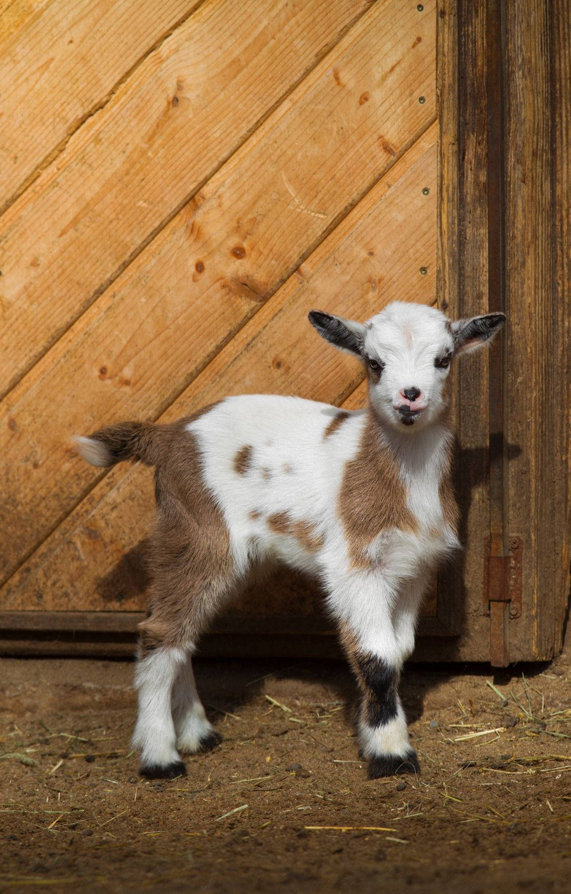 Baby Goat Inside Rustic Barn House Wallpaper