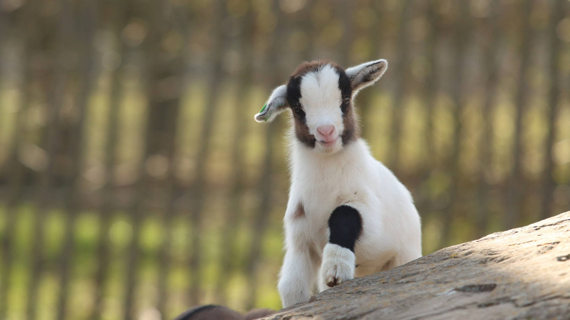 Baby Goat Posing On Top Of Rock Wallpaper