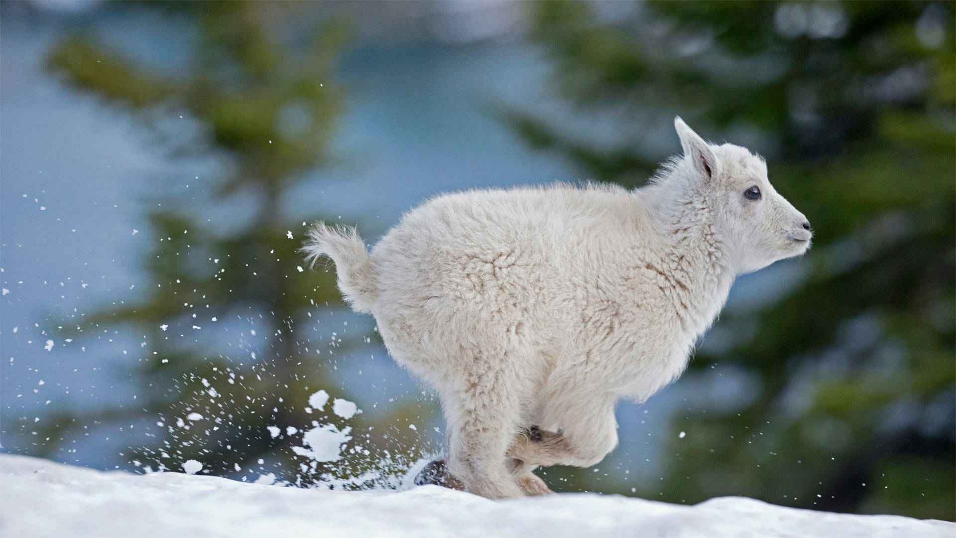 Baby Goat Running On Patch Of Snow Wallpaper