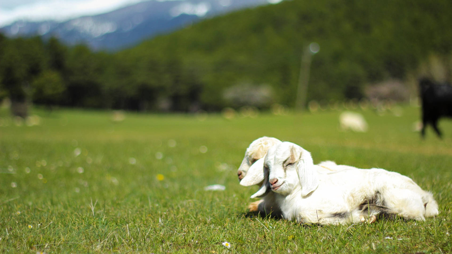 Baby Goat Siblings Lounging On Pasture Wallpaper