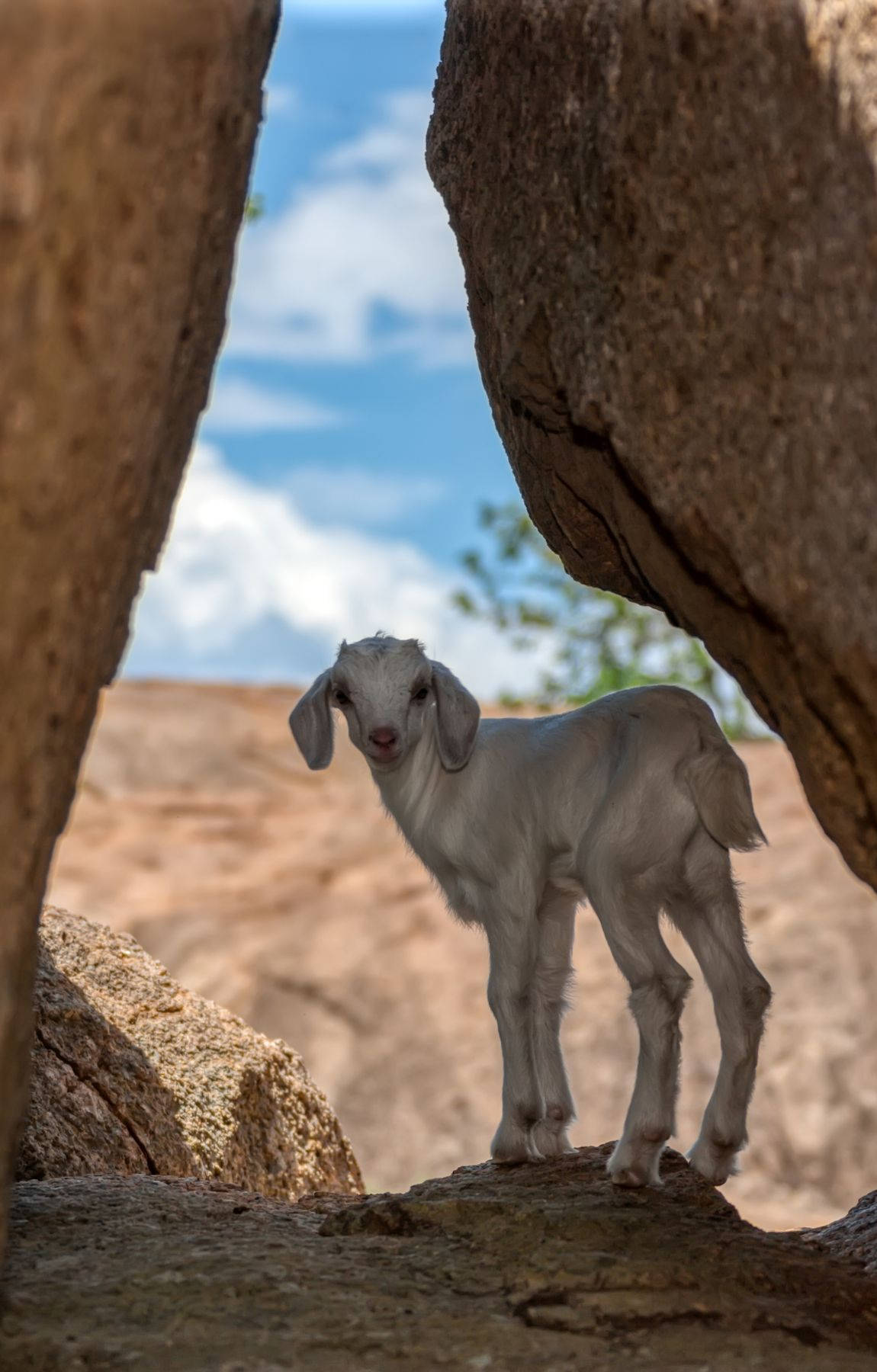 Baby Goat Standing Between Rock Formations Wallpaper