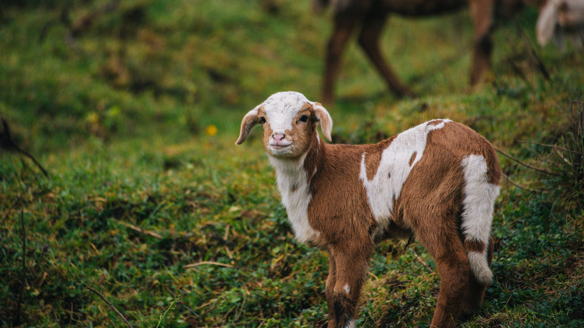 Baby Goat Standing On Mossy Field Wallpaper