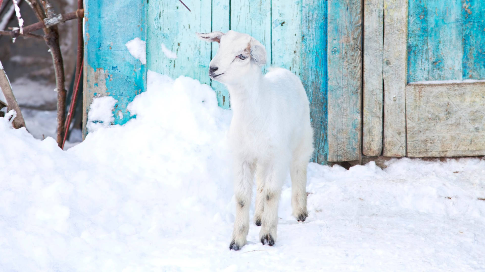 Baby Goat Standing On Snow Wallpaper