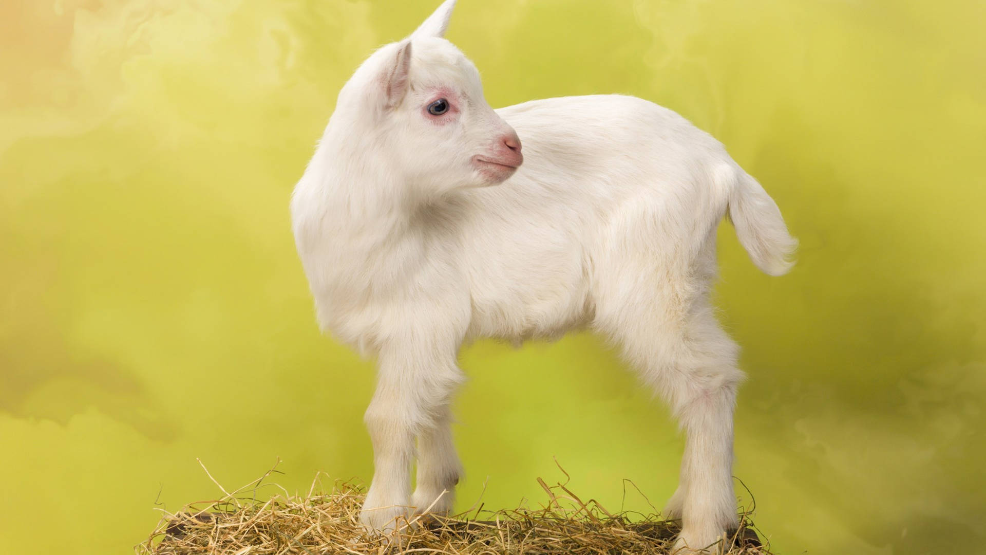 Baby Goat Stands On Hay Wallpaper