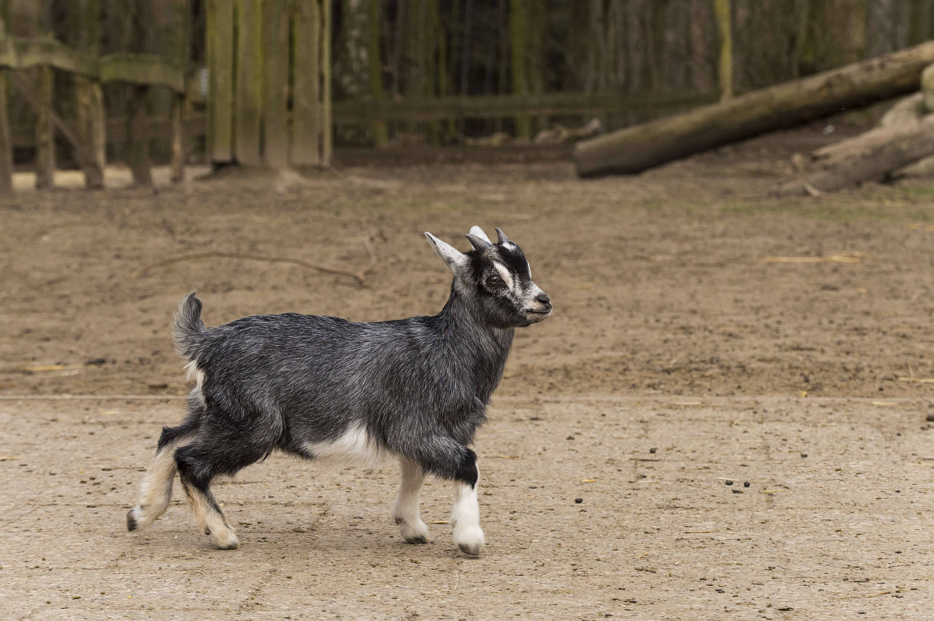 Baby Goat Takes A Stroll Wallpaper