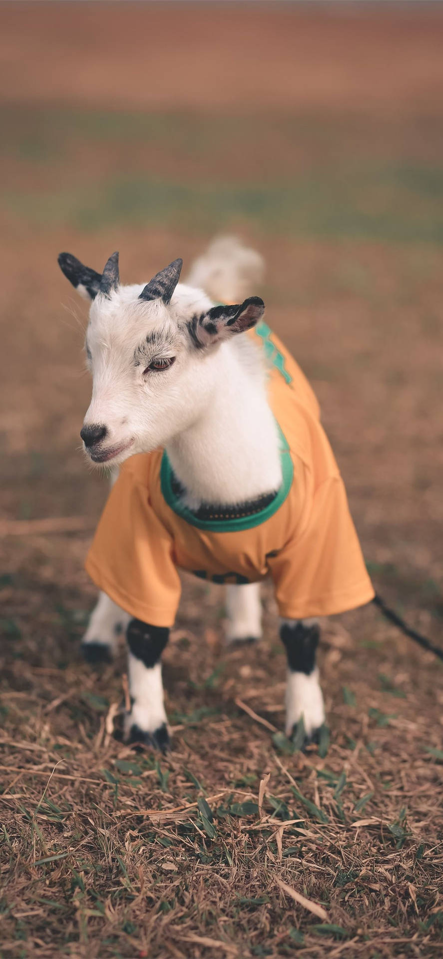Baby Goat Wearing A Shirt Wallpaper