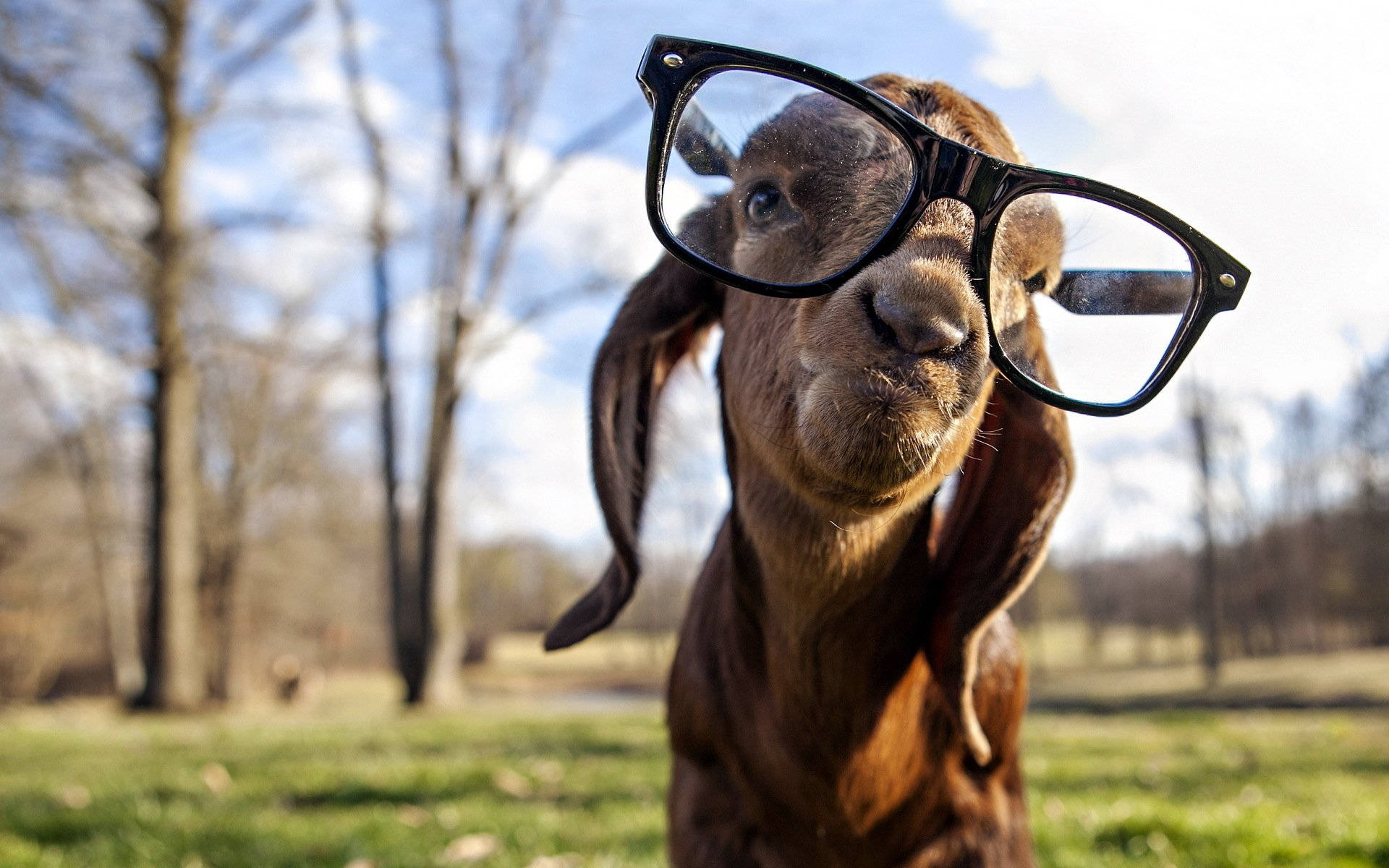 Baby Goat With Big Eyeglasses Wallpaper
