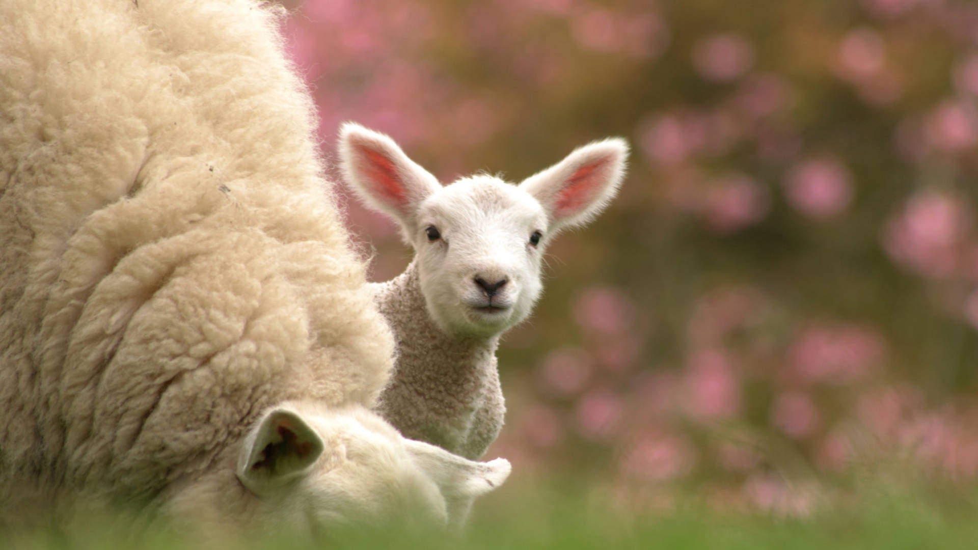 Baby Goat With Big Sheep Wallpaper