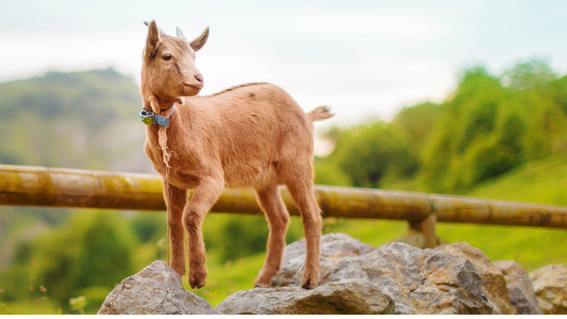 Baby Goat With Leash Stands On A Rock Wallpaper