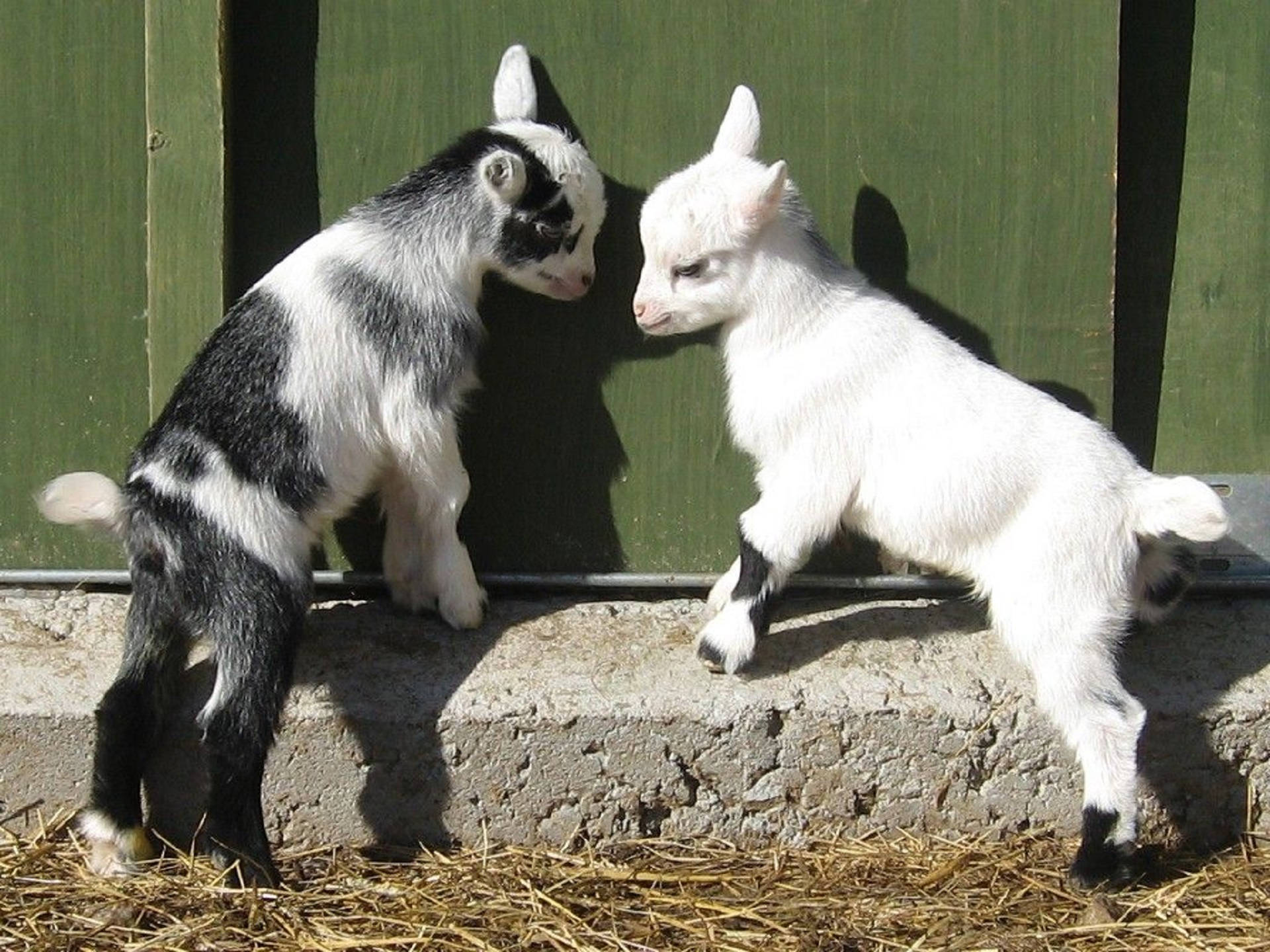Download Baby Goats In Barn Wallpaper 
