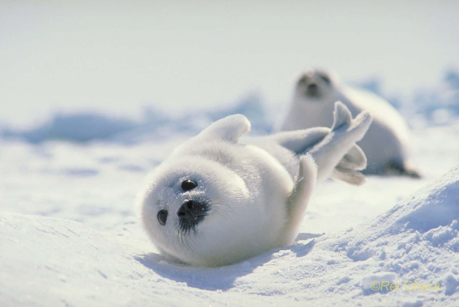 Baby Gray Seals Snowy Rest Wallpaper