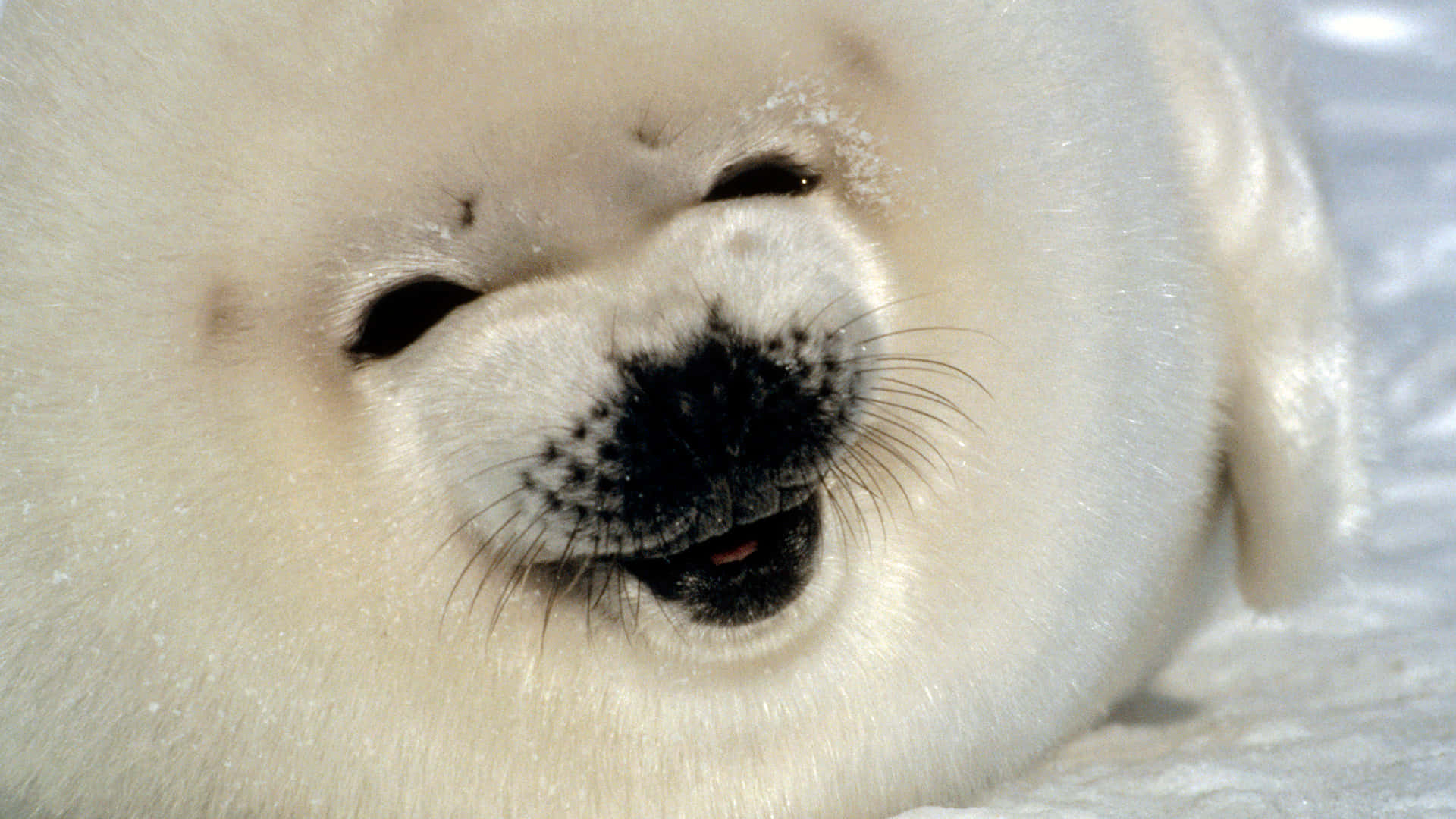 Baby Harp Seal Smiling Wallpaper