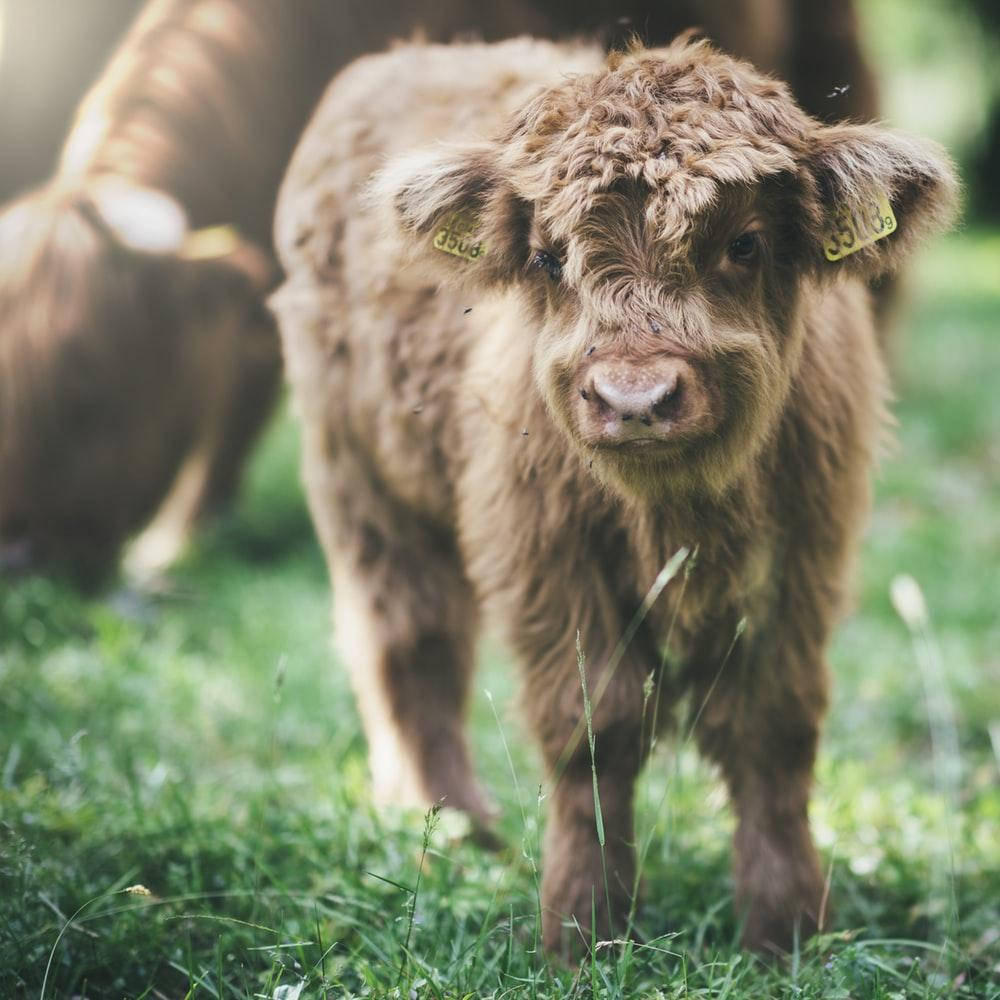 Baby Highland Cow Wallpaper
