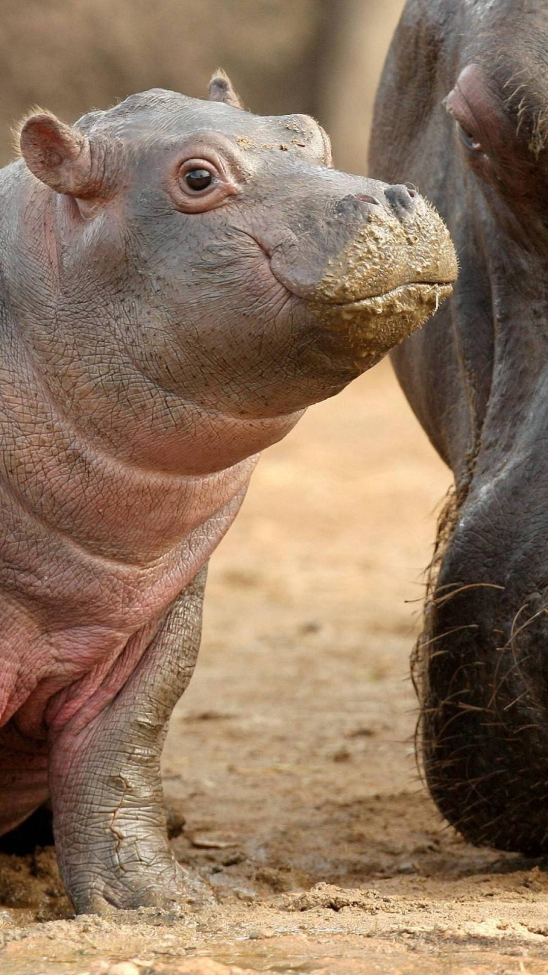 Baby Hippopotamus Beady Eyes