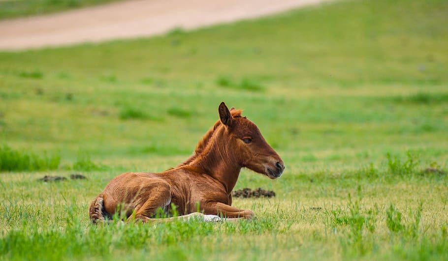 Baby Horse of The Mongolias Wallpaper