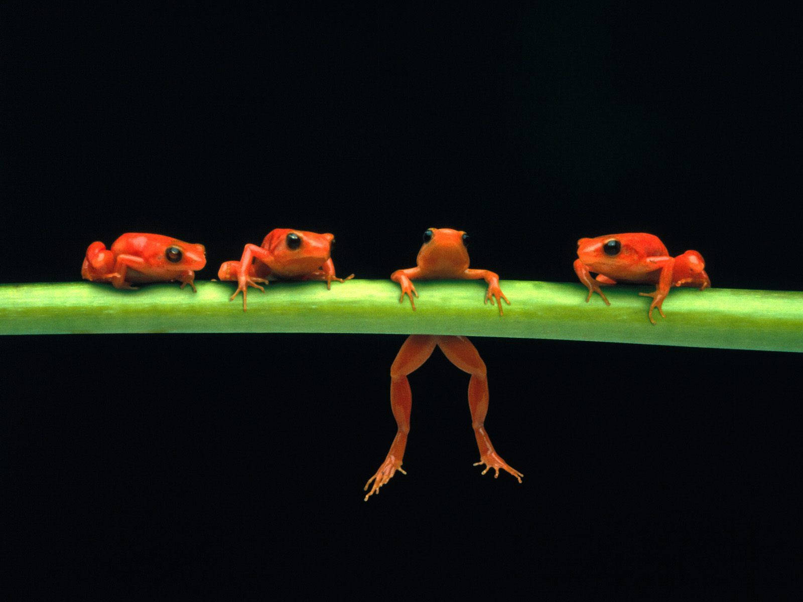 Baby Kawaii Frogs Wallpaper