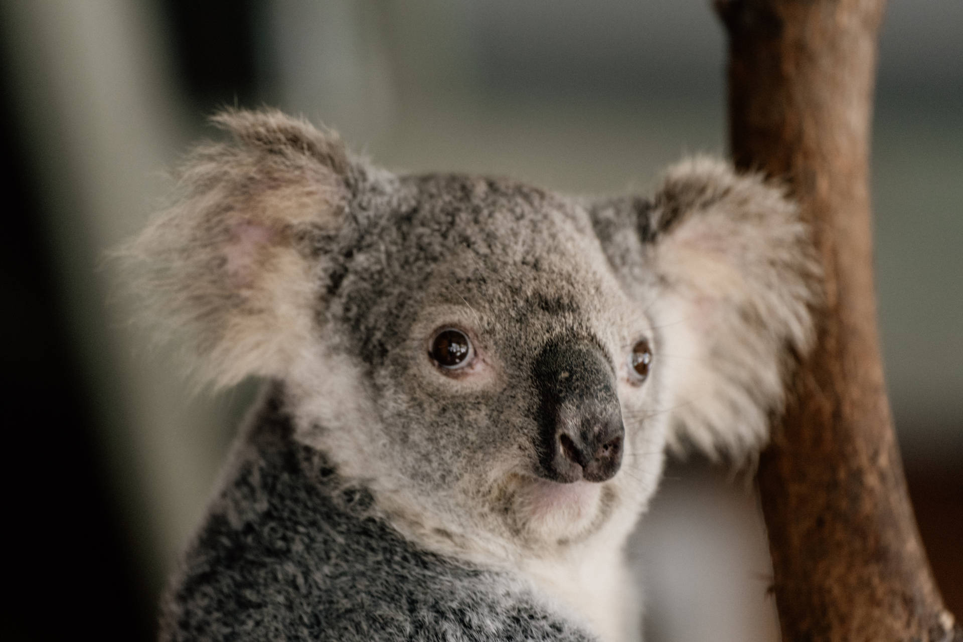 Baby Koala Bear Wallpaper