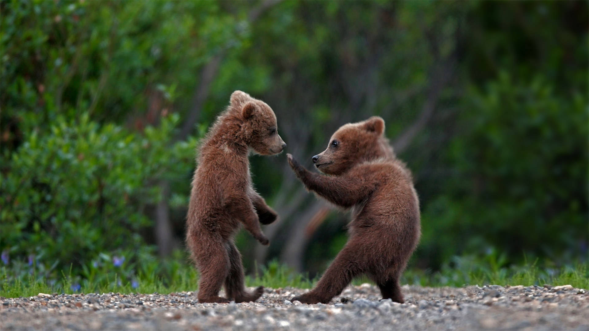 Baby Kodiak Bears